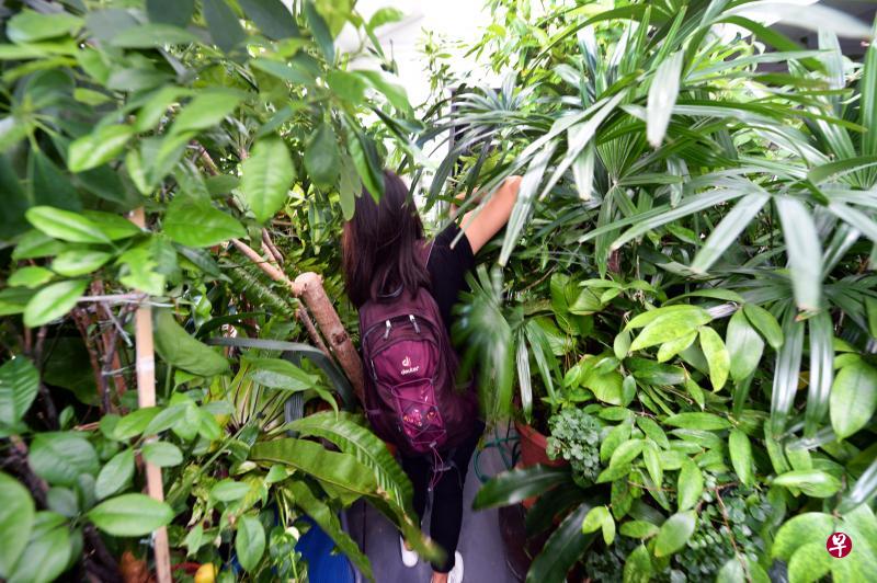 独居妇女在组屋公共走廊栽种的80多盆植物枝叶茂盛，记者上门采访时须用手拨开植物才能通行。邻居们则担心花盆会有阻碍逃生或滋生伊蚊的隐患。（潘丰源摄）