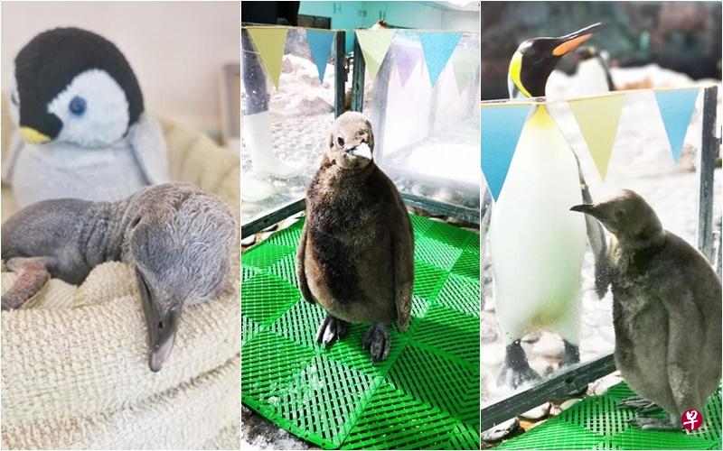 飞禽公园最近增添三只新成员。左起:珀西、阿尔罗,以及布里克斯和妈妈索拉。(野生动物保育集团提供) 飞禽公园最近增添三只新成员。左起:珀西、阿尔罗,以及布里克斯和妈妈索拉。(野生动物保育集团提供)