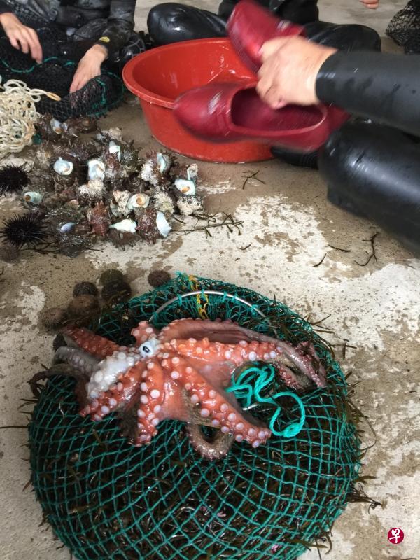 当地的海女由水中打捞起来的活章鱼。 当地的海女由水中打捞起来的活章鱼。