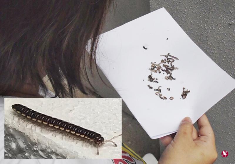 吴女士感叹,每日进出都需要经过“虫林”。(曾美玲摄) 吴女士感叹,每日进出都需要经过“虫林”。(曾美玲摄)