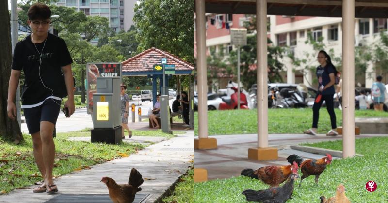 居民下楼遛狗时,狗儿看到野鸡也甚感好奇,禁不住追跑一番。 居民下楼遛狗时,狗儿看到野鸡也甚感好奇,禁不住追跑一番。