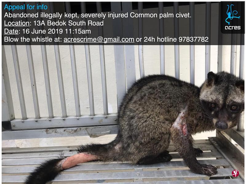 一只果子狸疑遭虐待,在垃圾中心被发现时身受重伤。(取自面簿) 一只果子狸疑遭虐待,在垃圾中心被发现时身受重伤。(取自面簿)