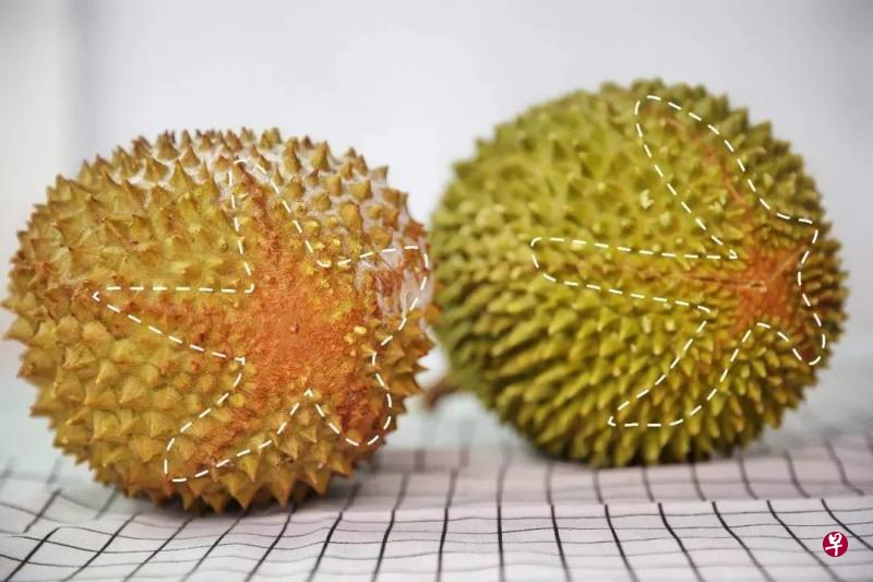 猫山王的特征是刺大,底部有个像五角星的图案。(互联网) 猫山王的特征是刺大,底部有个像五角星的图案。(互联网)