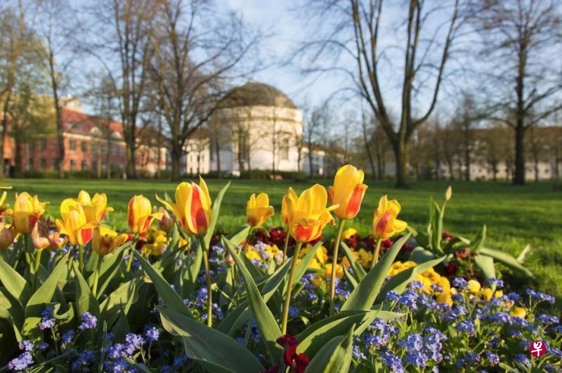 绽放的郁金香让人闻到春的气息。 绽放的郁金香让人闻到春的气息。