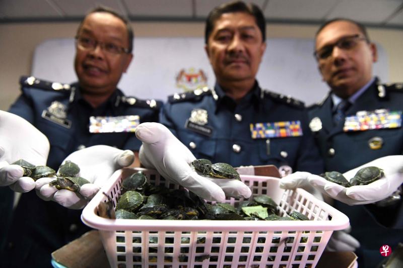 马来西亚关税局周三在记者会展示当局上周四在吉隆坡第二国际机场起获的5255只红耳滑水幼龟。这是当局近年来起获数量最多的野生动物。(法新社) 马来西亚关税局周三在记者会展示当局上周四在吉隆坡第二国际机场起获的5255只红耳滑水幼龟。这是当局近年来起获数量最多的野生动物。(法新社)