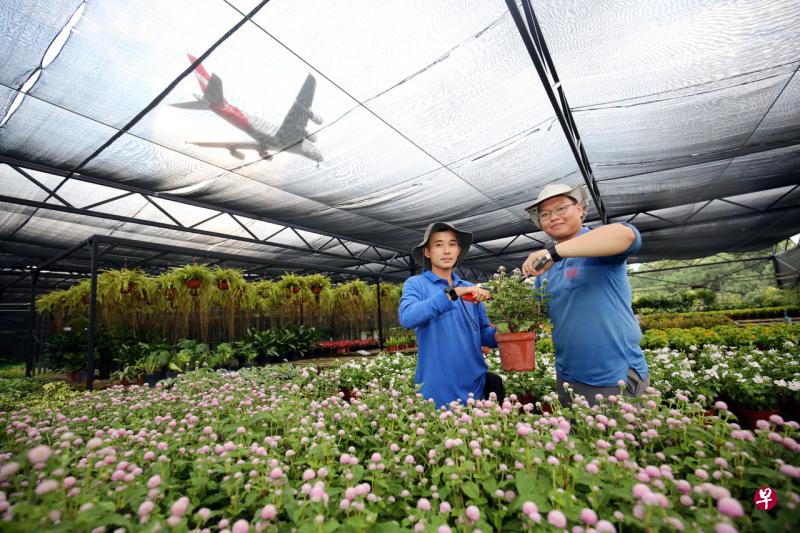 在园景合约工渐进式薪金模式花红制度下,新加坡籍与永久居民园景业合约工每年可获得至少一次,但不超过两次的常年花红,预计会有约3000名员工从中受益。(李佳颖摄) 在园景合约工渐进式薪金模式花红制度下,新加坡籍与永久居民园景业合约工每年可获得至少一次,但不超过两次的常年花红,预计会有约3000名员工从中受益。(李佳颖摄)