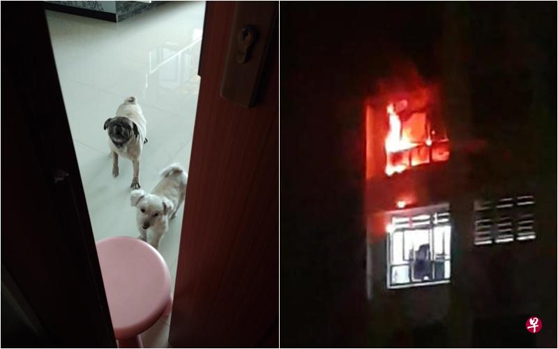 吴景顺据悉是为了救爱犬而返回火海。(档案照) 吴景顺据悉是为了救爱犬而返回火海。(档案照)