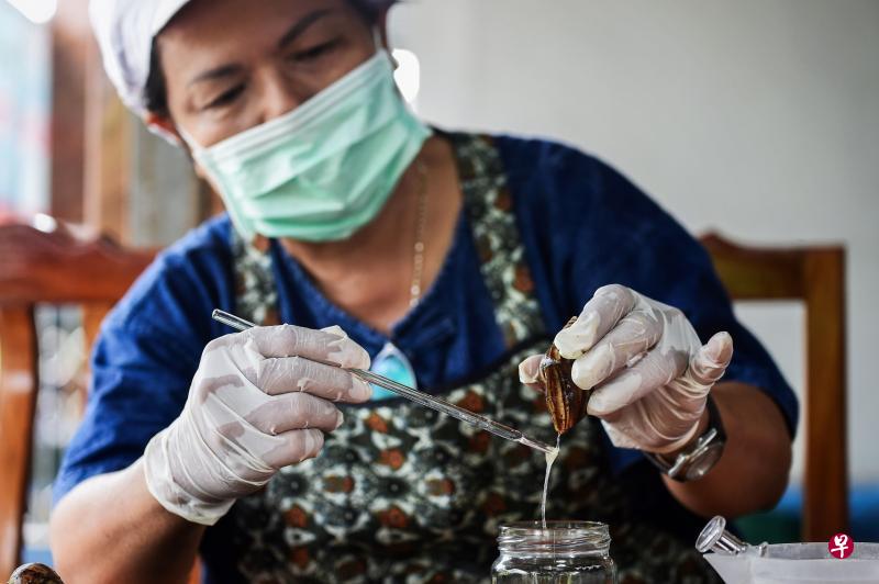 工人提取粘液时,会先给蜗牛滴水,刺激它分泌粘液。(法新社) 工人提取粘液时,会先给蜗牛滴水,刺激它分泌粘液。(法新社)