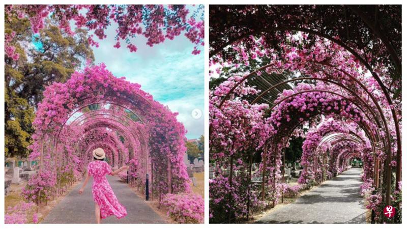 最近九重葛盛开,国人和旅客纷纷到杨厝港泉和道的日本人坟场拍下美照,放上社交媒体Instagram。(互联网) 最近九重葛盛开,国人和旅客纷纷到杨厝港泉和道的日本人坟场拍下美照,放上社交媒体Instagram。(互联网)