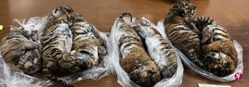 越南当局在河内一辆汽车中发现了七只冷冻老虎幼崽尸。(法新社) 越南当局在河内一辆汽车中发现了七只冷冻老虎幼崽尸。(法新社)