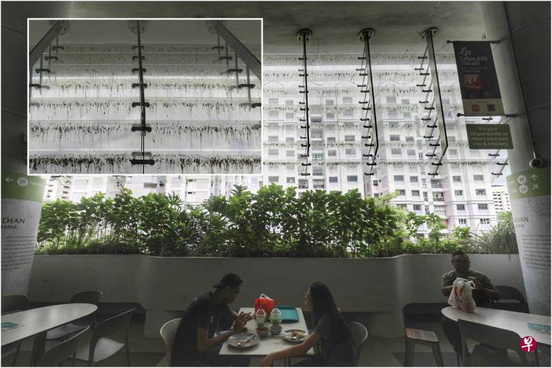 用餐公众只要定睛一看,就会发现玻璃隔板上满是鸟粪,建屋发展局近期为“防鸟系统”招标,有望改善这个问题。(林国明摄) 用餐公众只要定睛一看,就会发现玻璃隔板上满是鸟粪,建屋发展局近期为“防鸟系统”招标,有望改善这个问题。(林国明摄)