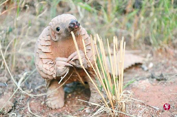 为了加大对穿山甲的保护力度,中国正在研究将穿山甲提升至国家一级保护动物评级。(互联网) 为了加大对穿山甲的保护力度,中国正在研究将穿山甲提升至国家一级保护动物评级。(互联网)