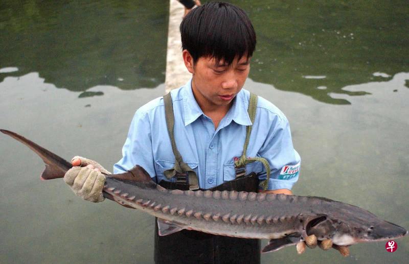 中华鲟是中国长江特有珍稀物种、国家一级重点保护野生动物,被称为“水中大熊猫”(新华社 档案照) 中华鲟是中国长江特有珍稀物种、国家一级重点保护野生动物,被称为“水中大熊猫”(新华社 档案照)