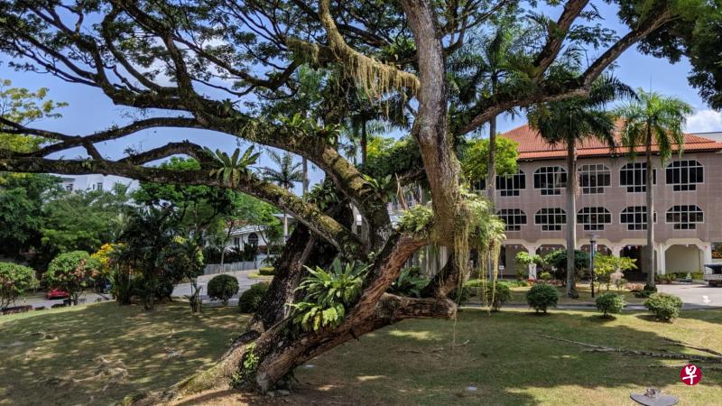 大树,你的身躯壮大,虬枝盘曲,斜枝横逸,且根深叶茂,足见你的树龄不小。(作者提供) 大树,你的身躯壮大,虬枝盘曲,斜枝横逸,且根深叶茂,足见你的树龄不小。(作者提供)