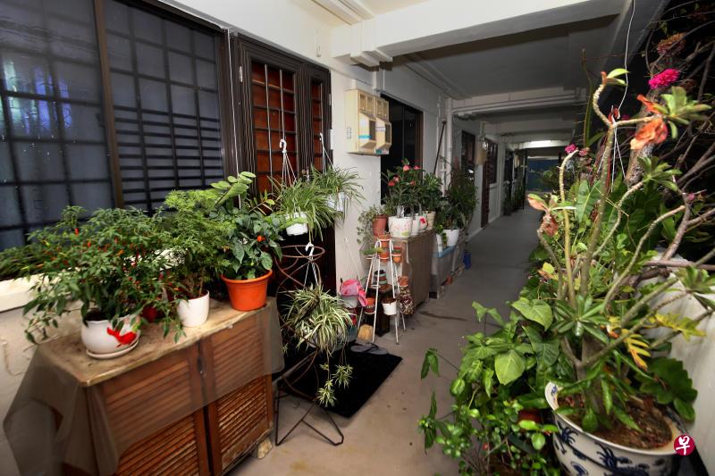 邻居门前摆满大大小小的盆栽多达50盆,导致组屋走廊的空间变狭窄。(严宣融摄) 邻居门前摆满大大小小的盆栽多达50盆,导致组屋走廊的空间变狭窄。(严宣融摄)