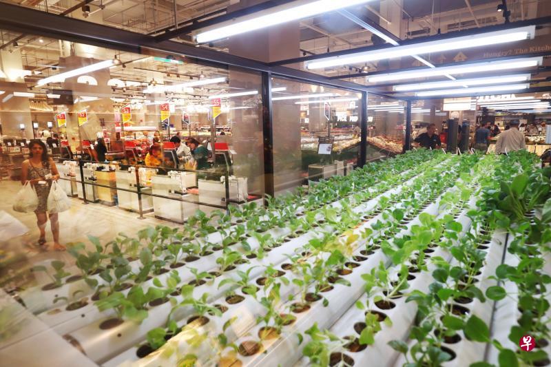 全岛最大职总平价Xtra霸级市场和仁益药房昨天在怡丰城正式开幕,其中一个亮点是本地首个设在超市里的室内农场。(陈来福摄) 全岛最大职总平价Xtra霸级市场和仁益药房昨天在怡丰城正式开幕,其中一个亮点是本地首个设在超市里的室内农场。(陈来福摄)