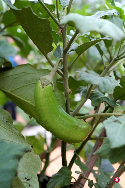 茄子虽是寻常之物,但从中医的理论来讲,它有药食两用的功效。(档案照) 茄子虽是寻常之物,但从中医的理论来讲,它有药食两用的功效。(档案照)