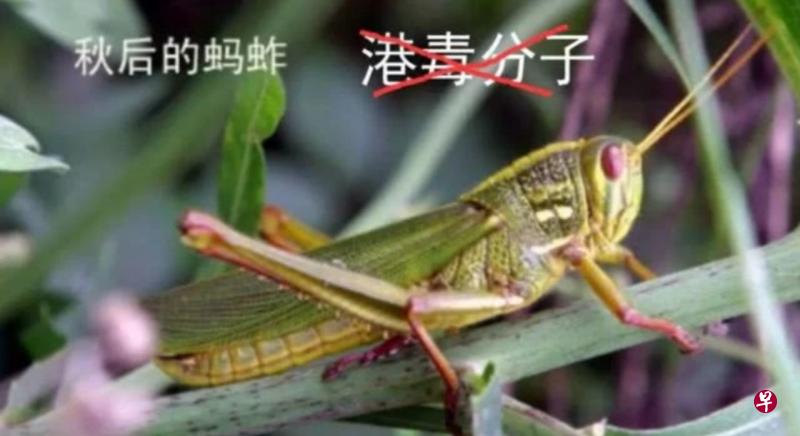 文章配有一张蝗虫图片,图片里有“港毒分子”字眼。(解放军东部战区陆军微信公众号) 文章配有一张蝗虫图片,图片里有“港毒分子”字眼。(解放军东部战区陆军微信公众号)