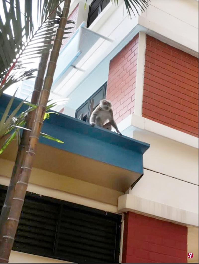 猴子在屋檐处游走。(读者提供) 猴子在屋檐处游走。(读者提供)