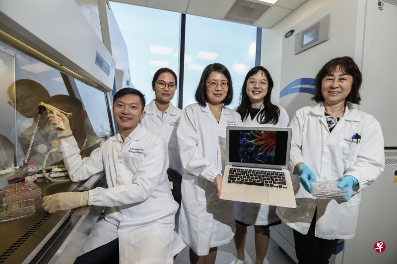 南洋理工大学李光前医学院研究团队培养出有血管网络的迷你肾脏,参与的研究人员包括(左起)博士生刘健辉,研究员周国嫣,助理教授夏云,助理教授符嘉倪,和干细胞中心经理李品。电脑中的图像为发展出肾脏结构的迷你肾脏显微镜画面。(梁伟康摄) 南洋理工大学李光前医学院研究团队培养出有血管网络的迷你肾脏,参与的研究人员包括(左起)博士生刘健辉,研究员周国嫣,助理教授夏云,助理教授符嘉倪,和干细胞中心经理李品。电脑中的图像为发展出肾脏结构的迷你肾脏显微镜画面。(梁伟康摄)