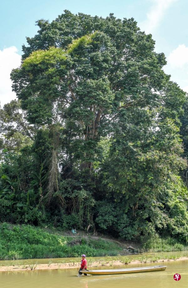 印茄树俗称菠萝树,质地坚硬,适应力强,因此被选为马来西亚国树。(星洲网) 印茄树俗称菠萝树,质地坚硬,适应力强,因此被选为马来西亚国树。(星洲网)