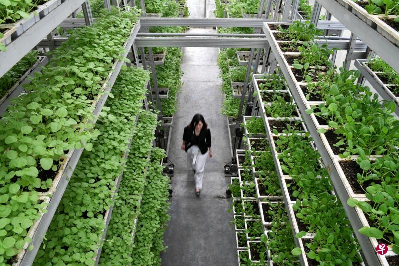 一项调查报告指有每年在新加坡流失的34万2000公吨食物中,近一半是蔬菜水果。为解决食物流失问题,我国应采用科技把食物垃圾转成副产品,或延长食物的保质期。图为本地首家利用垂直技术种植蔬菜的天鲜农场。(档案照) 一项调查报告指有每年在新加坡流失的34万2000公吨食物中,近一半是蔬菜水果。为解决食物流失问题,我国应采用科技把食物垃圾转成副产品,或延长食物的保质期。图为本地首家利用垂直技术种植蔬菜的天鲜农场。(档案照)