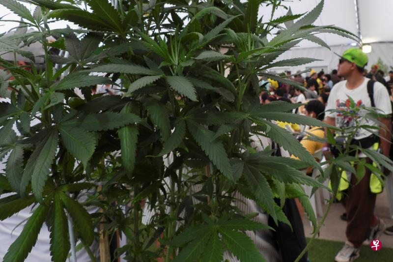 泰国是亚洲首个全面合法使用和研究药用大麻的国家。（路透社） 
