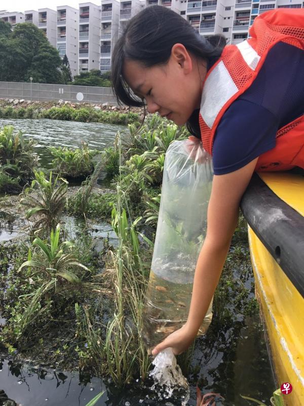 公用局生物学家傅诗敏(上图)与当局人员近两个星期在班丹蓄水池,以可控方式释放孔雀鱼、玛丽鱼和剑尾鱼(左图),希望能有助抑制蓄水池内的蠓虫蛹数量,让蠓虫滋生的问题有效获得改善。(公用局提供) 公用局生物学家傅诗敏(上图)与当局人员近两个星期在班丹蓄水池,以可控方式释放孔雀鱼、玛丽鱼和剑尾鱼(左图),希望能有助抑制蓄水池内的蠓虫蛹数量,让蠓虫滋生的问题有效获得改善。(公用局提供)