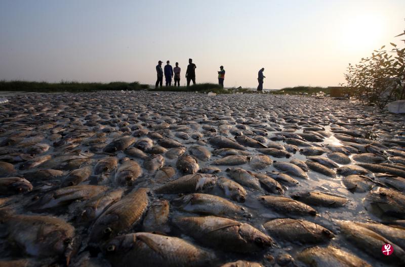 新山丽都海边上周五再次出现大量死鱼,引起柔佛州政府与民众关注。当局连日来在那里清理死鱼,并将彻查事件起因。(星洲日报) 新山丽都海边上周五再次出现大量死鱼,引起柔佛州政府与民众关注。当局连日来在那里清理死鱼,并将彻查事件起因。(星洲日报)