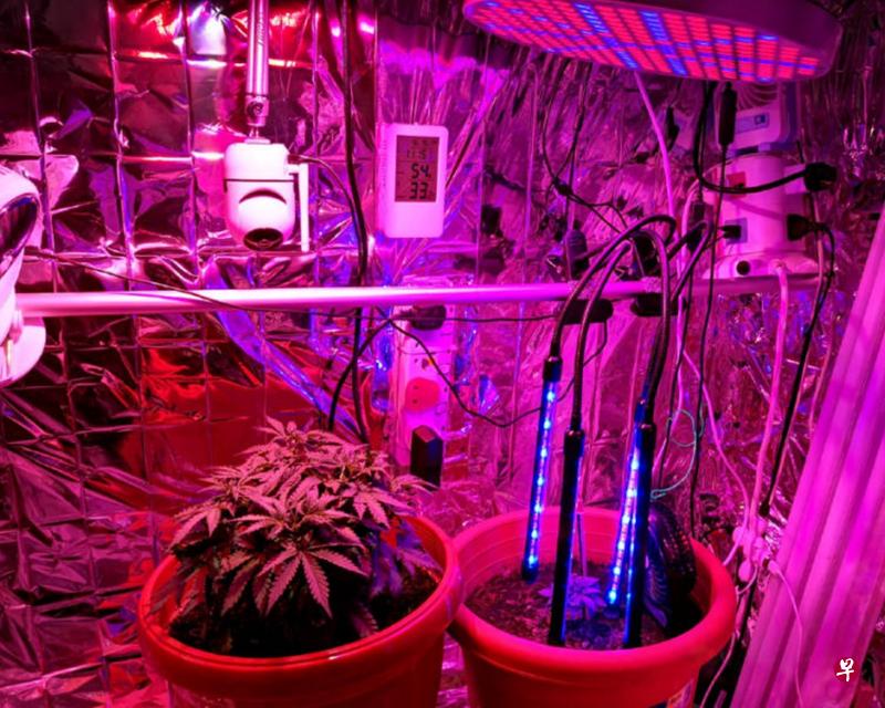 44岁男子和52岁女子涉嫌在义顺一单位中种植大麻被逮捕。(肃毒局提供) 44岁男子和52岁女子涉嫌在义顺一单位中种植大麻被逮捕。(肃毒局提供)