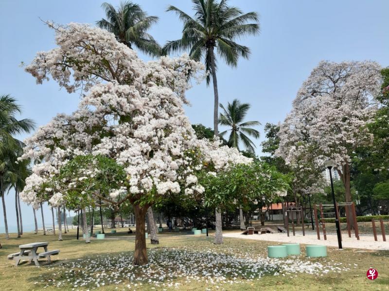 东海岸公园的喇叭花树盛开正旺，一地落花增添浪漫感。（国家公园局面薄）