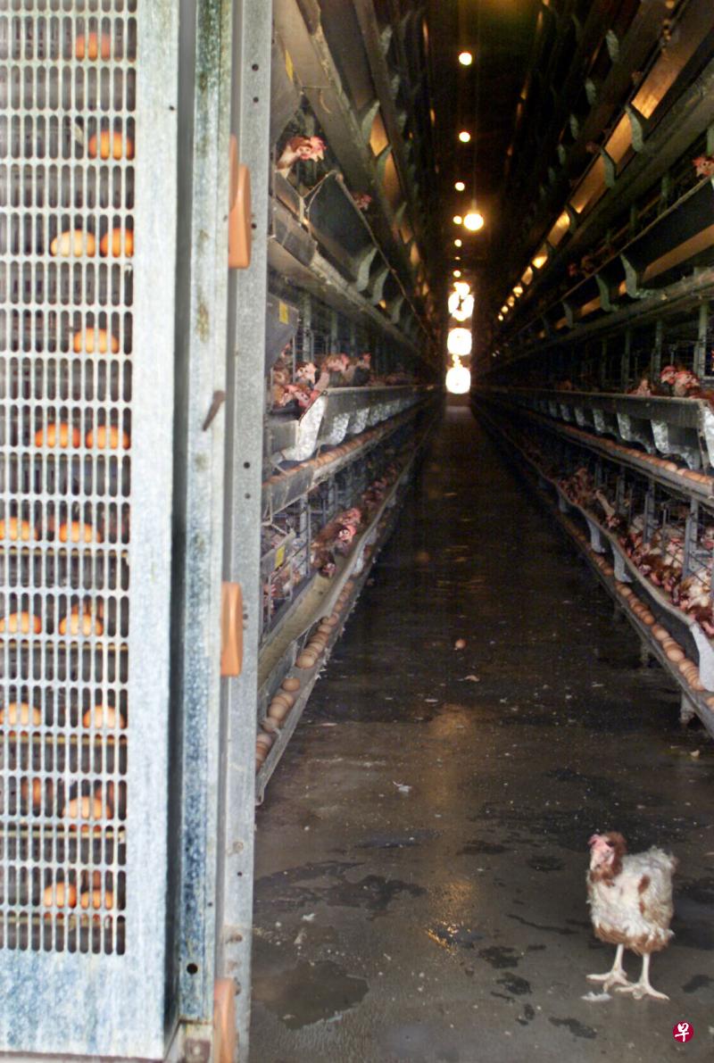 安安农场采用密封式鸡寮,因此不受烟霾影响。(档案照) 安安农场采用密封式鸡寮,因此不受烟霾影响。(档案照)