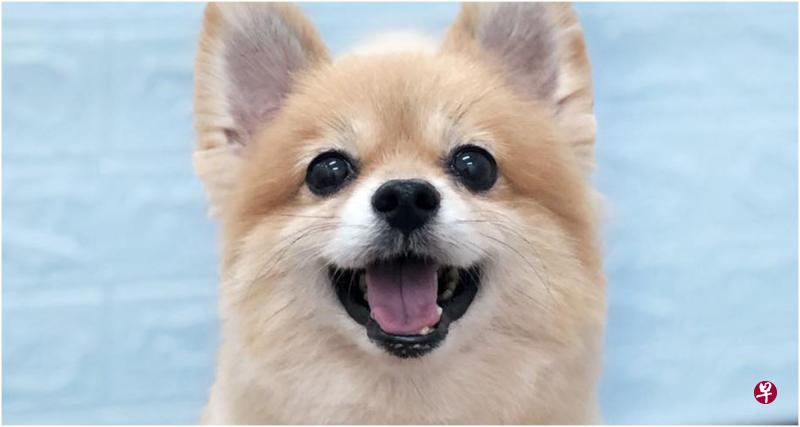 卢素欣的5岁博美最近稍微有点咳嗽,眼泪也增加。(受访者提供) 卢素欣的5岁博美最近稍微有点咳嗽,眼泪也增加。(受访者提供)