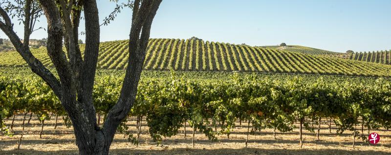 帕索罗贝斯是一个炎热地区,夏天最高气温可达40摄氏度。(Pasowine提供) 帕索罗贝斯是一个炎热地区,夏天最高气温可达40摄氏度。(Pasowine提供)