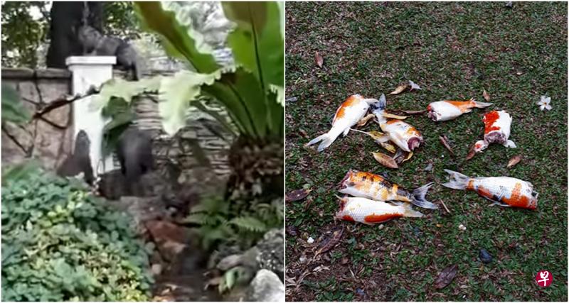 水獭造访不到五分钟后离开,留下七条无头鱼尸。(网络视频截图) 水獭造访不到五分钟后离开,留下七条无头鱼尸。(网络视频截图)