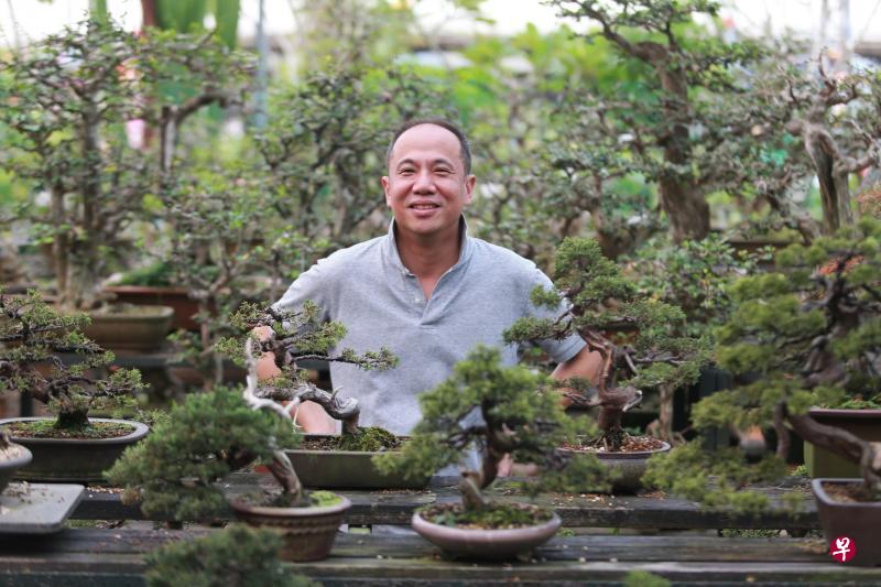 李兆泽准备把更多的精力、时间与金钱投注在日本盆栽。这不仅仅是发自个人的审美角度,同时也回应了市场的需求。(唐家鸿摄) 李兆泽准备把更多的精力、时间与金钱投注在日本盆栽。这不仅仅是发自个人的审美角度,同时也回应了市场的需求。(唐家鸿摄)