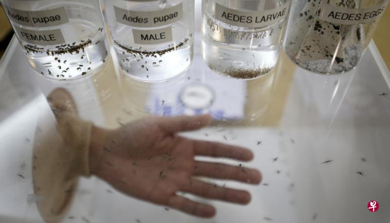 国家环境局的伊蚊绝育试验计划将进入第四阶段,研究人员接下来将扩大研究范围,同时也会增加雄蚊的生产数量。(陈渊庄摄) 国家环境局的伊蚊绝育试验计划将进入第四阶段,研究人员接下来将扩大研究范围,同时也会增加雄蚊的生产数量。(陈渊庄摄)