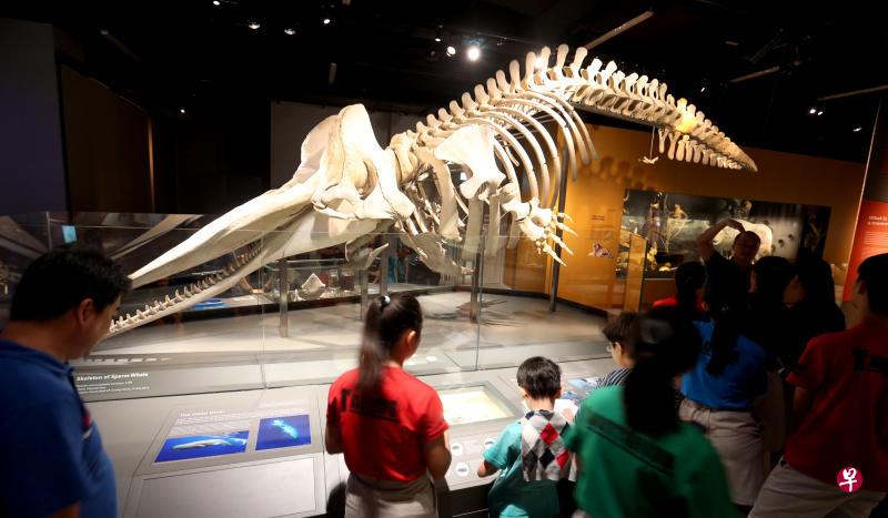 李光前自然历史博物馆的其中一个亮点,当属这个长8.6米的抹香鲸骨架。(档案照) 李光前自然历史博物馆的其中一个亮点,当属这个长8.6米的抹香鲸骨架。(档案照)