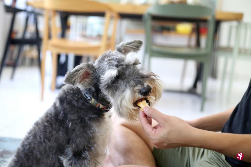 让宠物适当的摄取保健品可补充缺失的营养。 让宠物适当的摄取保健品可补充缺失的营养。