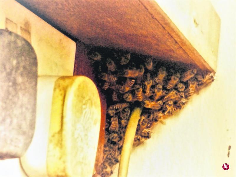 暴风雨袭击,蜜蜂抱团护幼。(李喜梅摄) 暴风雨袭击,蜜蜂抱团护幼。(李喜梅摄)