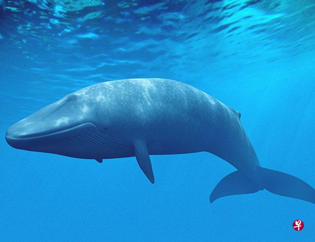 研究指出,大型鲸类如同游动的巨型树木,能将数吨的碳储存在富含脂肪和蛋白质的体内。(档案照) 研究指出,大型鲸类如同游动的巨型树木,能将数吨的碳储存在富含脂肪和蛋白质的体内。(档案照)