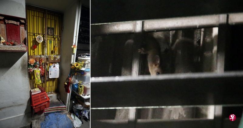 一只老鼠趴在垃圾屋的窗户上,令人恶心。 一只老鼠趴在垃圾屋的窗户上,令人恶心。