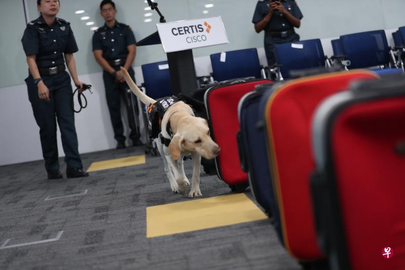 辅警警犬在警方K9警犬的训练模式下,能比机器更有效地找出炸药等违禁品。(海峡时报) 辅警警犬在警方K9警犬的训练模式下,能比机器更有效地找出炸药等违禁品。(海峡时报)