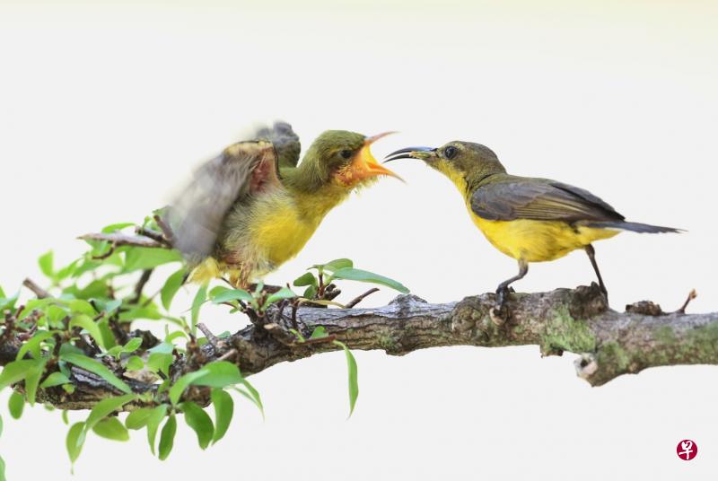 雌鸟每隔十分钟喂食一次,期待雏鸟快快成长。 雌鸟每隔十分钟喂食一次,期待雏鸟快快成长。
