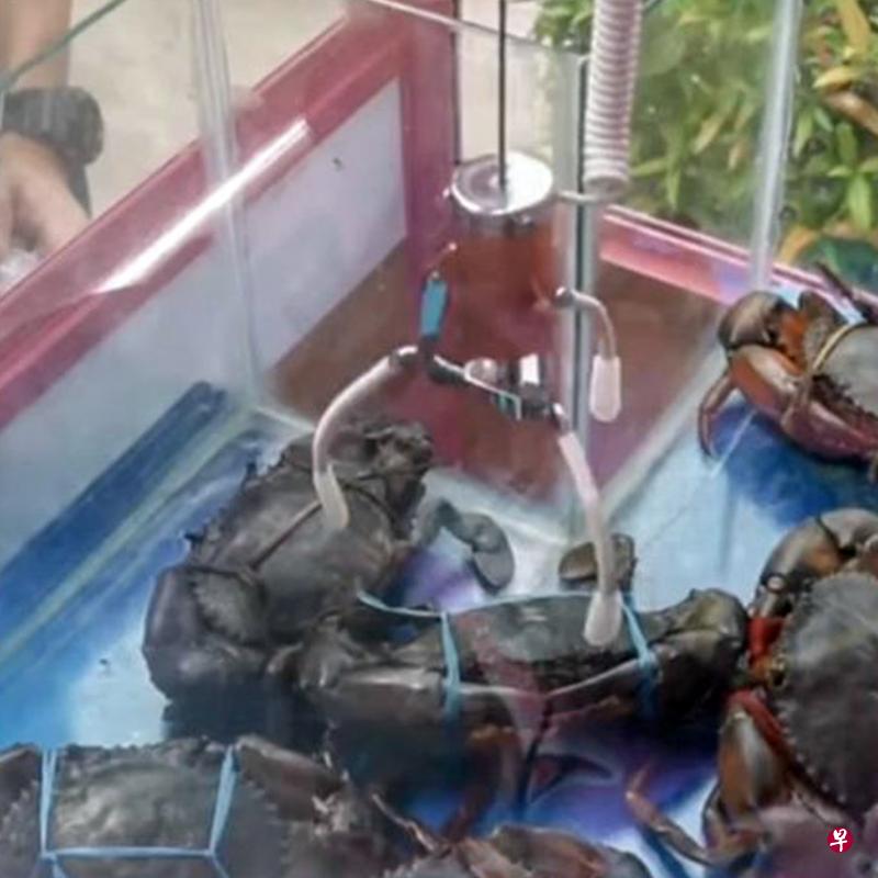 海鲜餐馆螃蟹之家推出的夹螃蟹机引发热议,新加坡防止虐待动物理事会呼吁公众不要使用机器,餐馆则表示在设计机器的过程中已做出调整确保螃蟹的安全。(取自面簿) 海鲜餐馆螃蟹之家推出的夹螃蟹机引发热议,新加坡防止虐待动物理事会呼吁公众不要使用机器,餐馆则表示在设计机器的过程中已做出调整确保螃蟹的安全。(取自面簿)