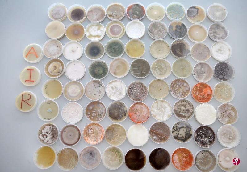 南洋理工大学新加坡环境生物中心研究员发现,新加坡的空气中存在至少1200种细菌与真菌。图为研究员从空气样本培养出的菌落。(严宣融摄) 南洋理工大学新加坡环境生物中心研究员发现,新加坡的空气中存在至少1200种细菌与真菌。图为研究员从空气样本培养出的菌落。(严宣融摄)