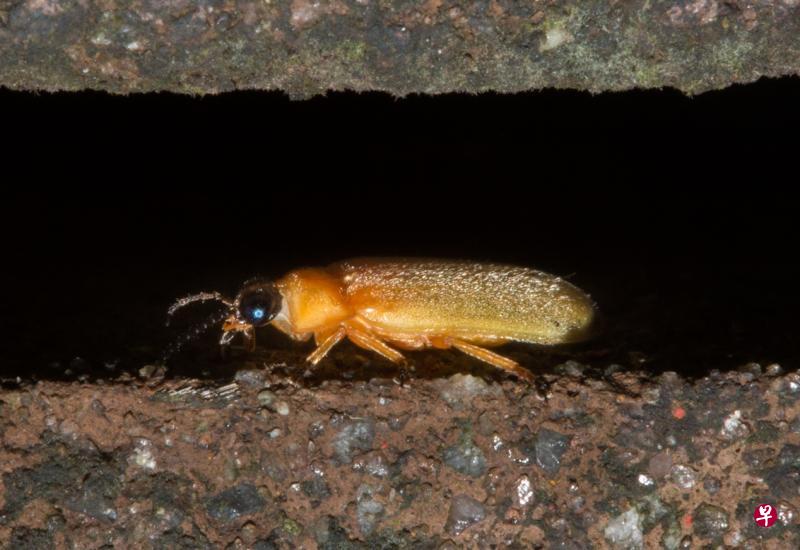 国家公园局将同松下合作在白沙公园红树林栖息地推展萤火虫保育措施,公众下来有望在公园的红树林区观察到更多萤火虫的踪迹。(国家公园局提供) 国家公园局将同松下合作在白沙公园红树林栖息地推展萤火虫保育措施,公众下来有望在公园的红树林区观察到更多萤火虫的踪迹。(国家公园局提供)