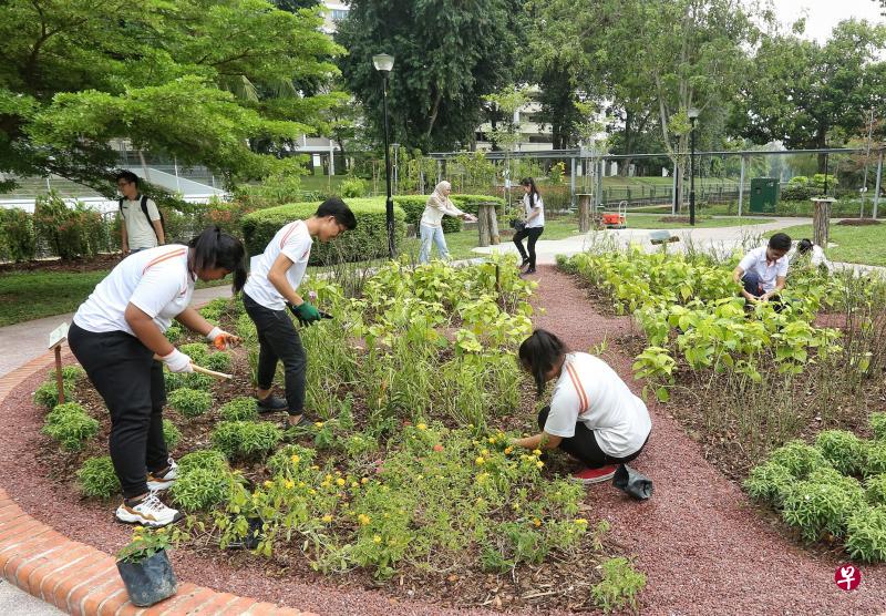 勿洛镇公园今年7月起交由修读园艺相关课程的工教院学生管理,两个课程每年接收约120名学生。(特约陈福洲摄) 勿洛镇公园今年7月起交由修读园艺相关课程的工教院学生管理,两个课程每年接收约120名学生。(特约陈福洲摄)