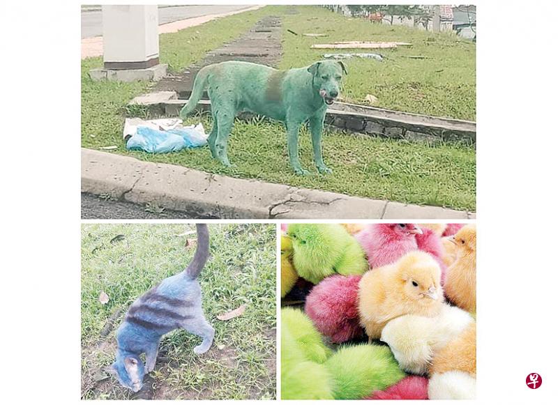 警方警告,恶作剧者为猫狗“染色”,可在《2015年动物福利法令》下被控。(光华日报) 警方警告,恶作剧者为猫狗“染色”,可在《2015年动物福利法令》下被控。(光华日报)