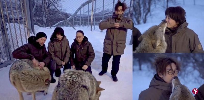 挪威篇亮点在与野狼的近距离接触,郑裕玲(右上图)对动物爱心满满,陆永(左图右一)吓得四肢僵硬,还是硬着头皮被“狼吻”(右下图)。(互联网) 挪威篇亮点在与野狼的近距离接触,郑裕玲(右上图)对动物爱心满满,陆永(左图右一)吓得四肢僵硬,还是硬着头皮被“狼吻”(右下图)。(互联网)